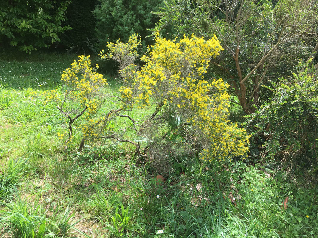 Anthyllis hermanniae